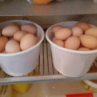 تخم مرغ