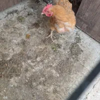 مرغ تخم کن|حیوانات مزرعه|شاهین‌شهر, شهرک پردیس|دیوار