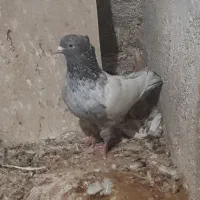 کفتر|پرنده|قوچان, |دیوار