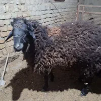 گوسفند بره نر