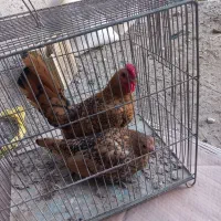 مرغ خروس مینیاتوری سیبرایت|حیوانات مزرعه|لالجین, |دیوار