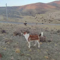 سگ گله ای|سگ|اردبیل, |دیوار