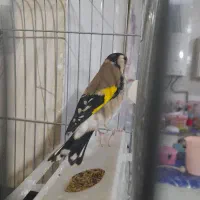 سهره .انتیک.قناری|پرنده|خمینیشهر, |دیوار