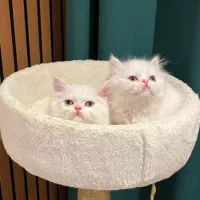 پرشین نر ۲ ماهه عروسک