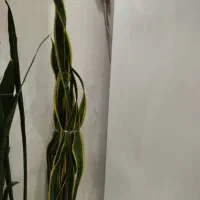 گل  سانسونیا