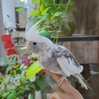 عروس نر البینو ۳ ماه و نیمه|پرنده|رشت, سعدی (تختی)|دیوار