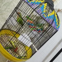 طوطی برزیلی|پرنده|بوکان, |دیوار