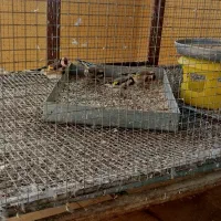 سهره کله‌گاوی|پرنده|مبارکه, |دیوار