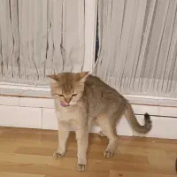 فروش فوری زیر قیمت بریتیش گلد