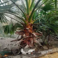 نخل زینتی پالم بادبزنی۲.۵ متری|گل و گیاه طبیعی|سیاهکل, |دیوار