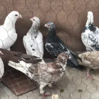 ۸عدد کفتر دورگ