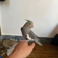 عروس هلندی نر دستی|پرنده|نورآباد ممسنی, |دیوار