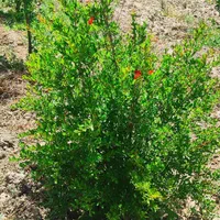 باغچه ۷۰۰متری با درختان مثمر (تنکمان)|فروش زمین و ملک کلنگی|کرج, کوی کارمندان جنوبی|دیوار