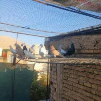 کفتر|پرنده|شیراز, گلشن|دیوار