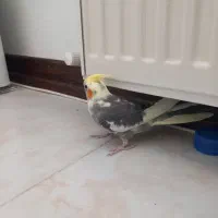 جوجه عروس ۳ ماهه