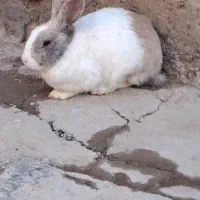 خرگوش|موش و خرگوش|همدان, |دیوار