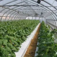 اجاره-گلخانه