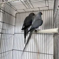 ملنگو رنگی همه رنگ راهب خورشیدی گرین