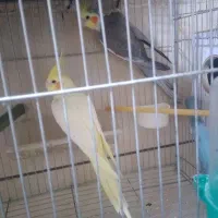 عروس هلندی تخمگذار