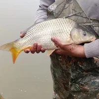 فروش انواع ماهی