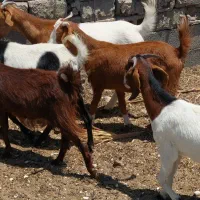 بز جوان و سرحال خوب