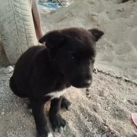 توله نر  قدرجونی