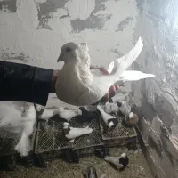 سفید چشم سفید نر|پرنده|نرماشیر, |دیوار