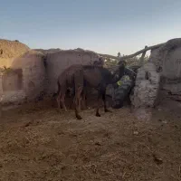 شتر|حیوانات مزرعه|راور, |دیوار