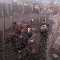 ۴۰۰۰۰۰|حیوانات مزرعه|خاوه, |دیوار