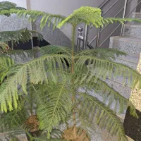 فروش فوری چند عدد گل نصف قیمت بازار|گل و گیاه طبیعی|کهنوج, |دیوار