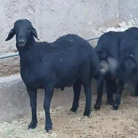 بره قوچ قره قزل اصل