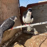 کفتر نر و ماده خال دم