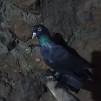 یک جفت طوقی یک نر قره یک ملیون طوقی جفت  دو ملیون