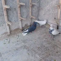 رنگی و دورگ