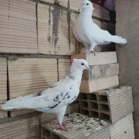 کبوتر پرشی و رنگی