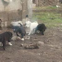 سگ پوینتر|سگ|سنگدوین, |دیوار