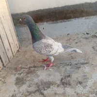 طاووسی کبوتر