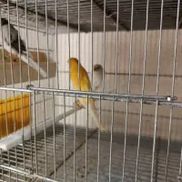 قناری رسمی بلند معاوضه