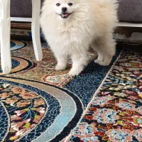 پامرین خرسی عروسکی