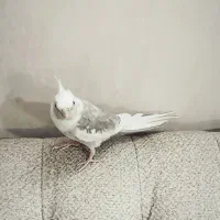 عروس هلندی|پرنده|پاکدشت, پاکدشت (مامازند)|دیوار