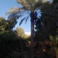 بریدن نخل قطع نخل هرس نخل س نخل بریدن درخت تمیزنخل|خدمات باغبانی و درختکاری|اهواز, کیانپارس |دیوار