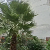 فروش نخل پالم بادبزنی|گل و گیاه طبیعی|آستارا, |دیوار