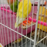 طوطی کوتوله|پرنده|گلبهار, شهر جدید گلبهار|دیوار