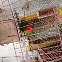 مرغ عشق عروس هلندی طوطی برزیلی|پرنده|کرج, برغان|دیوار