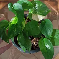 فروش گل و گیاه|گل و گیاه طبیعی|سمنان, |دیوار