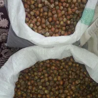 فندوق|خوردنی و آشامیدنی|کرج, شاهین‌ویلا|دیوار