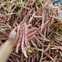 لوبیا چیتی رودبنه.فوشازده|خوردنی و آشامیدنی|لاهیجان, شقایق|دیوار