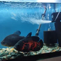 آکواریوم با ماهی و تجهیزات|ماهی|مراغه, |دیوار