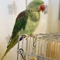 معاوضه شاه طوطی ماده با نر