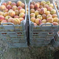 خرید محصولات کشاورزی روستایی آرنسا